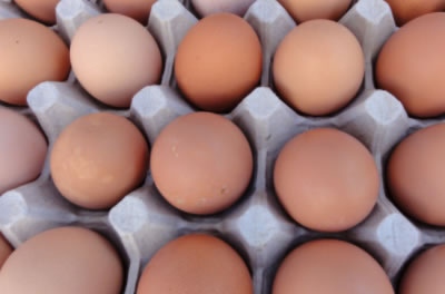 chicken eggs horeca